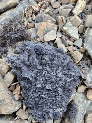 Umbilicaria hyperborea