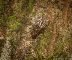 Helinomydaea fuscoflava