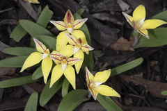 Caladenia flava flava