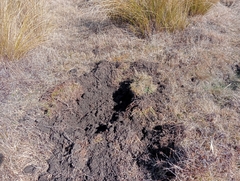 Sus scrofa domesticus
