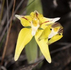 Caladenia flava flava