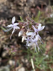 Ipomopsis multiflora