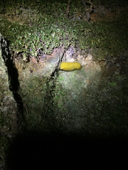 Ariolimax dolichophallus