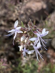 Ipomopsis multiflora