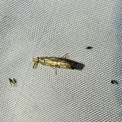 Dichomeris ligulella