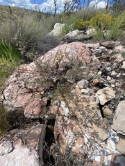 Ipomopsis multiflora