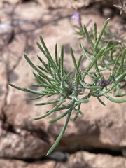 Ipomopsis multiflora