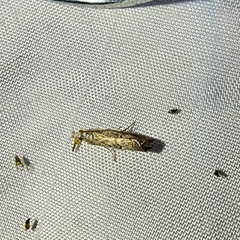 Dichomeris ligulella