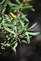 Pittosporum bicolor