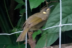 Meliphaga