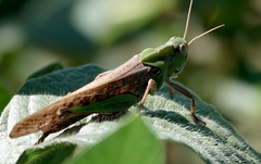 Locusta migratoria