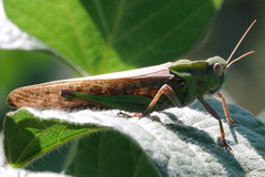 Locusta migratoria