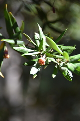 Pittosporum bicolor