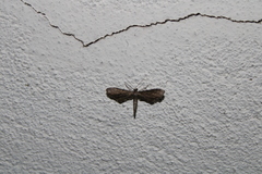 Euacidalia brownsvillea
