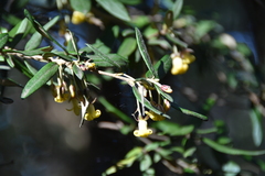 Pittosporum bicolor