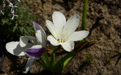 Sparaxis grandiflora