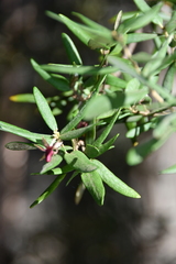 Pittosporum bicolor