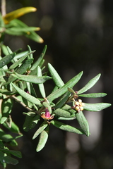 Pittosporum bicolor