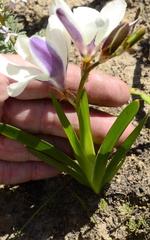 Sparaxis grandiflora