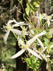 Clematis glycinoides
