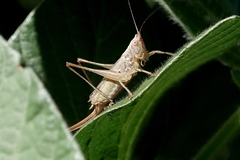 Anisoptera