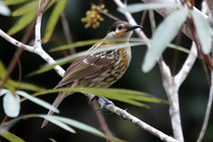Xanthotis macleayanus