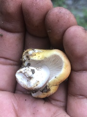 Russula aurea