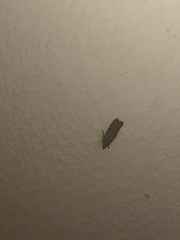 Plodia interpunctella