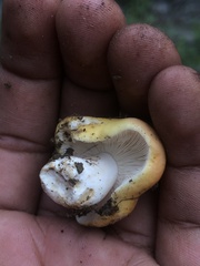 Russula aurea