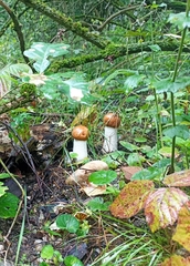 Leccinum albostipitatum