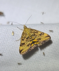 Pyrausta