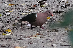 Chalcophaps longirostris