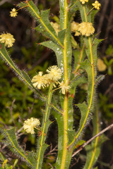 Acacia alata