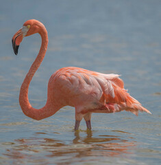 Phoenicopterus ruber