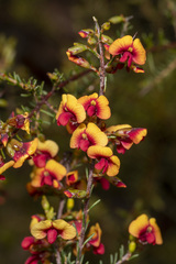 Bossiaea linophylla