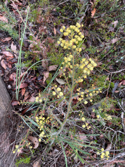 Acacia alata