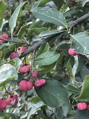 Euonymus europaeus