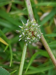 Trifolium glomeratum