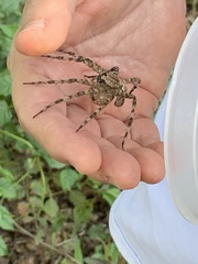 Dolomedes albineus