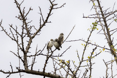 Anthoscopus musculus