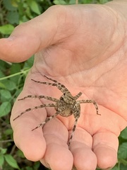 Dolomedes albineus