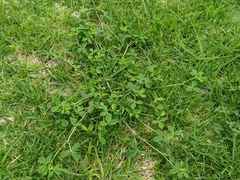 Trifolium glomeratum