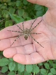 Dolomedes albineus