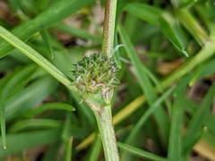 Trifolium glomeratum