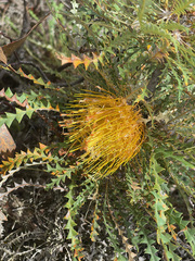 Banksia formosa