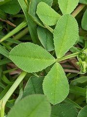 Trifolium glomeratum