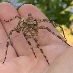 Dolomedes albineus