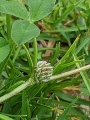 Trifolium glomeratum