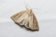 Lophocalama neuritis