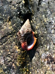 Gemophos sanguinolentus